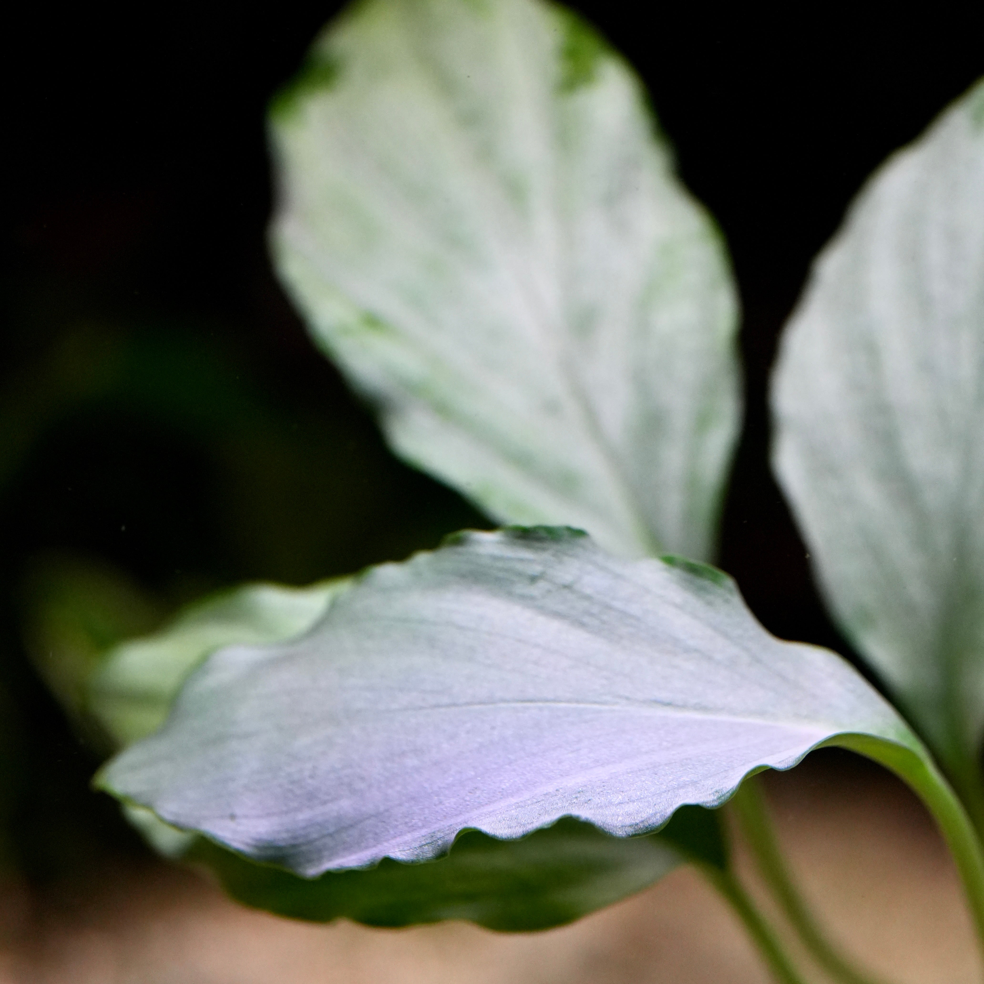 Close-up of homalomena sp silver rare aquarium plant left side