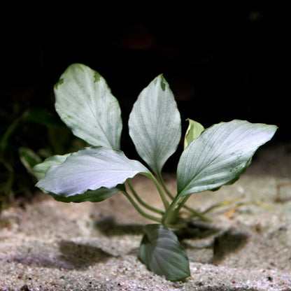 Silvery leafy homalomena sp silver rare aquarium plant on a sandy surface with a dark background