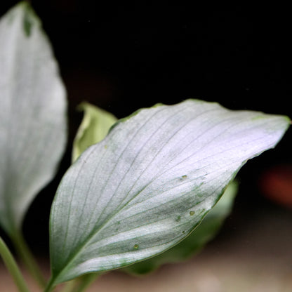 Close-up of homalomena sp silver rare aquarium plant right side