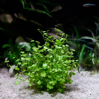 Green hydrocotyle sibthorpioides aquarium epiphyte plant creeping on substrate