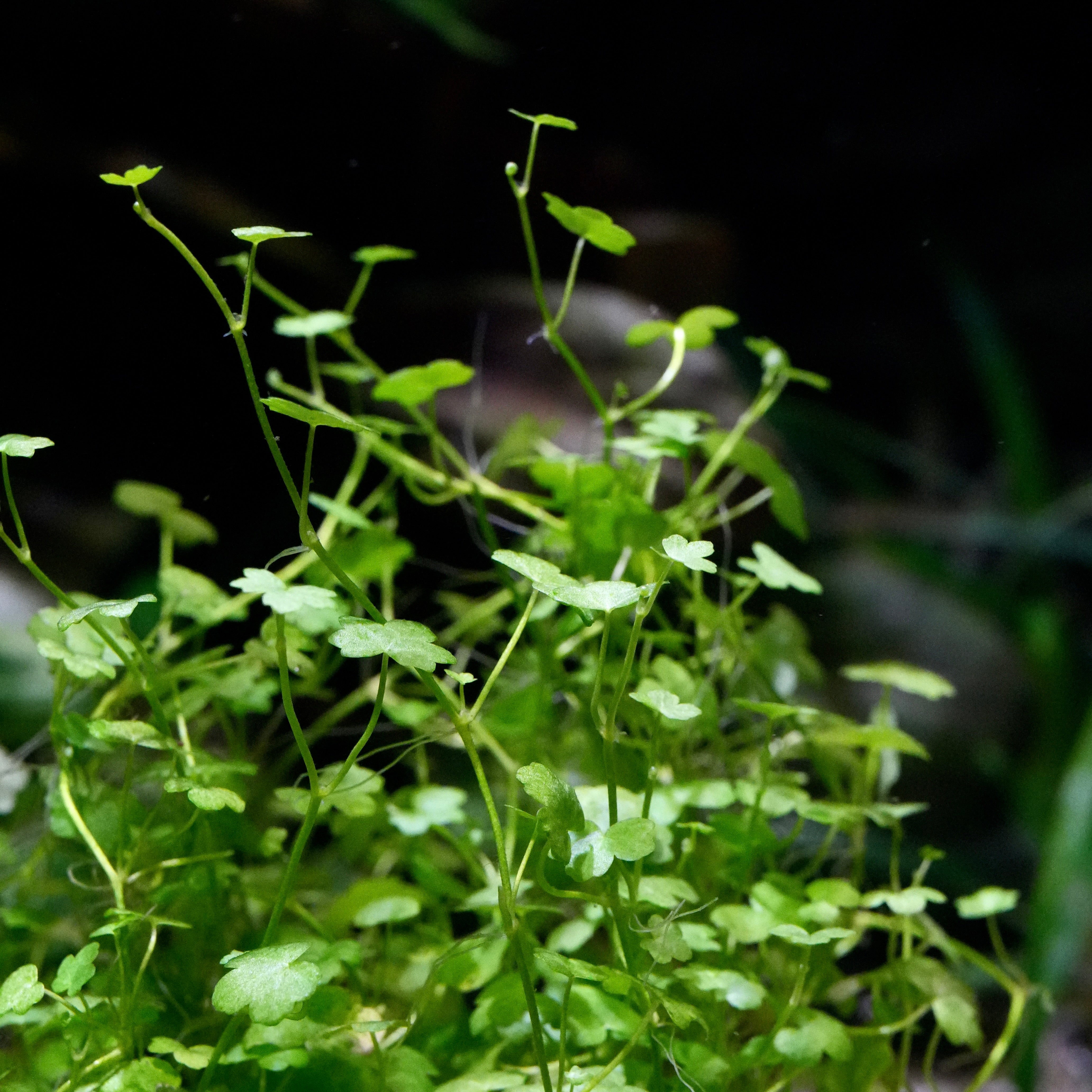 Creeping green hydrocotyle sibthorpioides aquarium epiphyte plant clover leaves