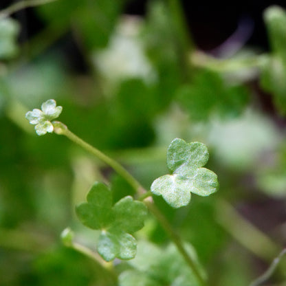 Macro shot of green clover-like leaf from hydrocotyle sibthorpioides aquarium epiphyte plant