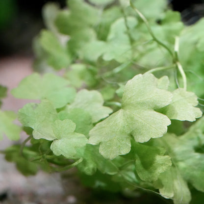 Macro shot of hydrocotyle tripartita aquarium plant leaf