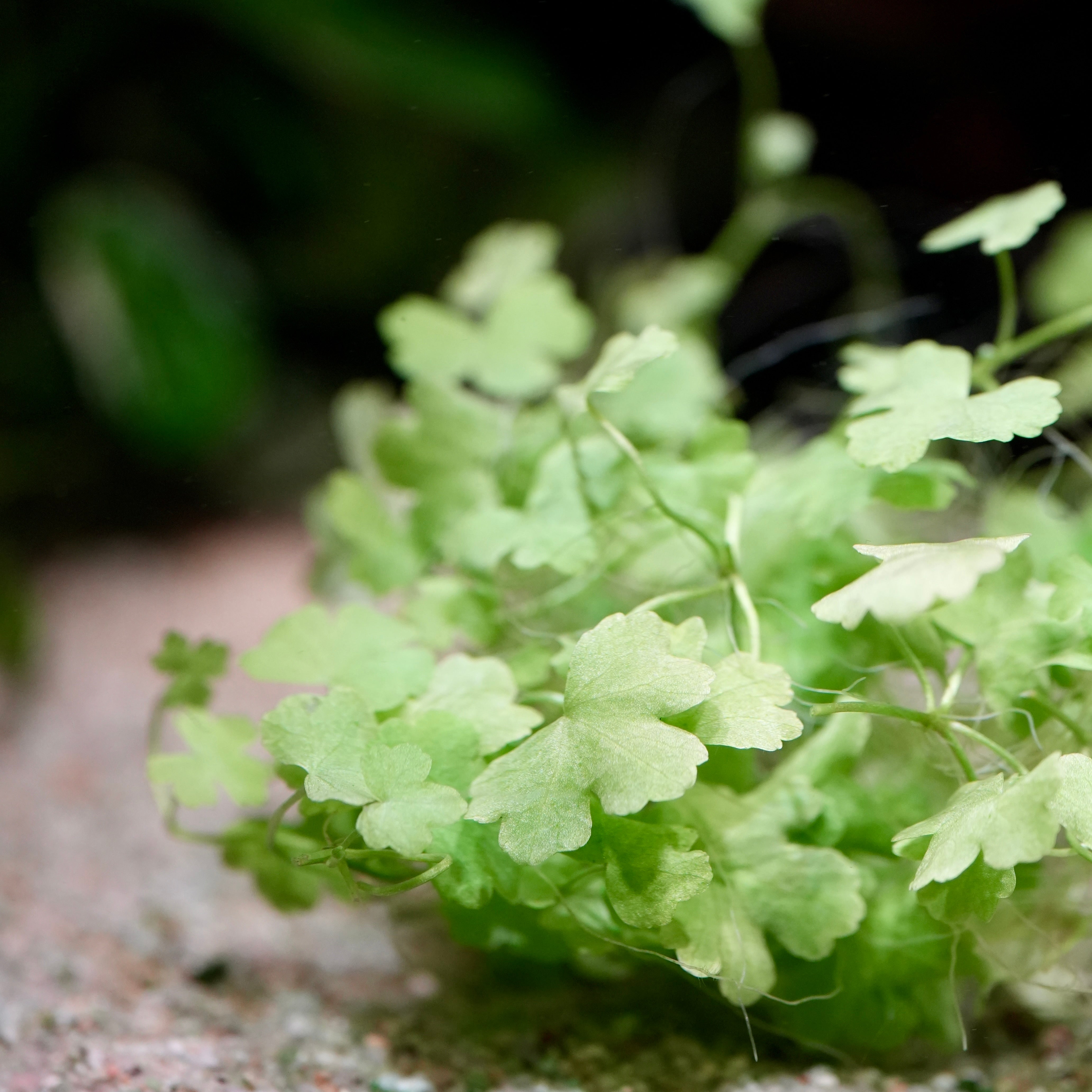 Close-up of a green leafy hydrocotyle tripartita aquarium plant with a blurred background