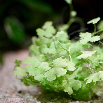 Close-up of a green leafy hydrocotyle tripartita aquarium plant with a blurred background
