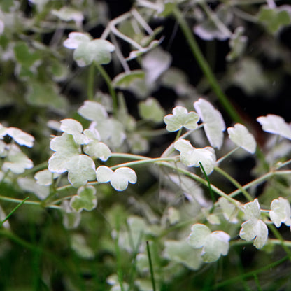 Close-up of delicate white leaves of hydrocotyle tripartita mini variegated aquarium plant with a blurred green background