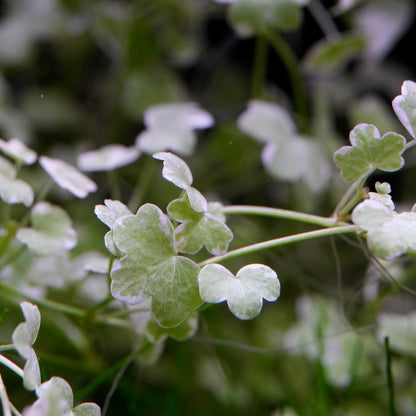 Leaves of hydrocotyle tripartita mini variegated aquarium plant