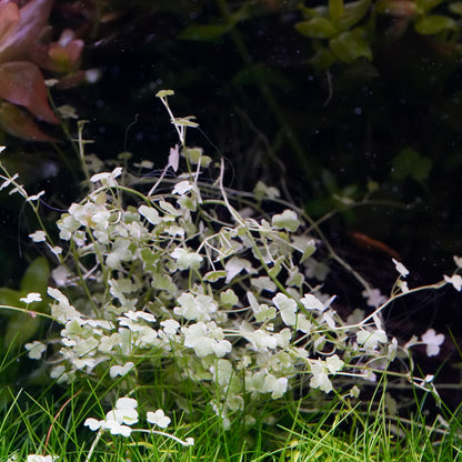 In situ hydrocotyle tripartita mini variegated aquarium plant