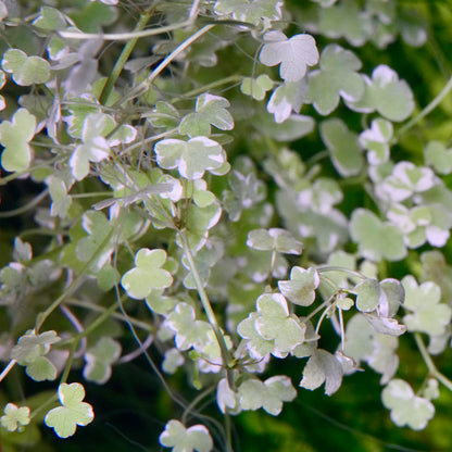 Top view of hydrocotyle tripartita mini variegated aquarium plant