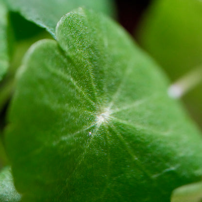 Macro shot of hydrocotyle verticillata aquatic plant leaf