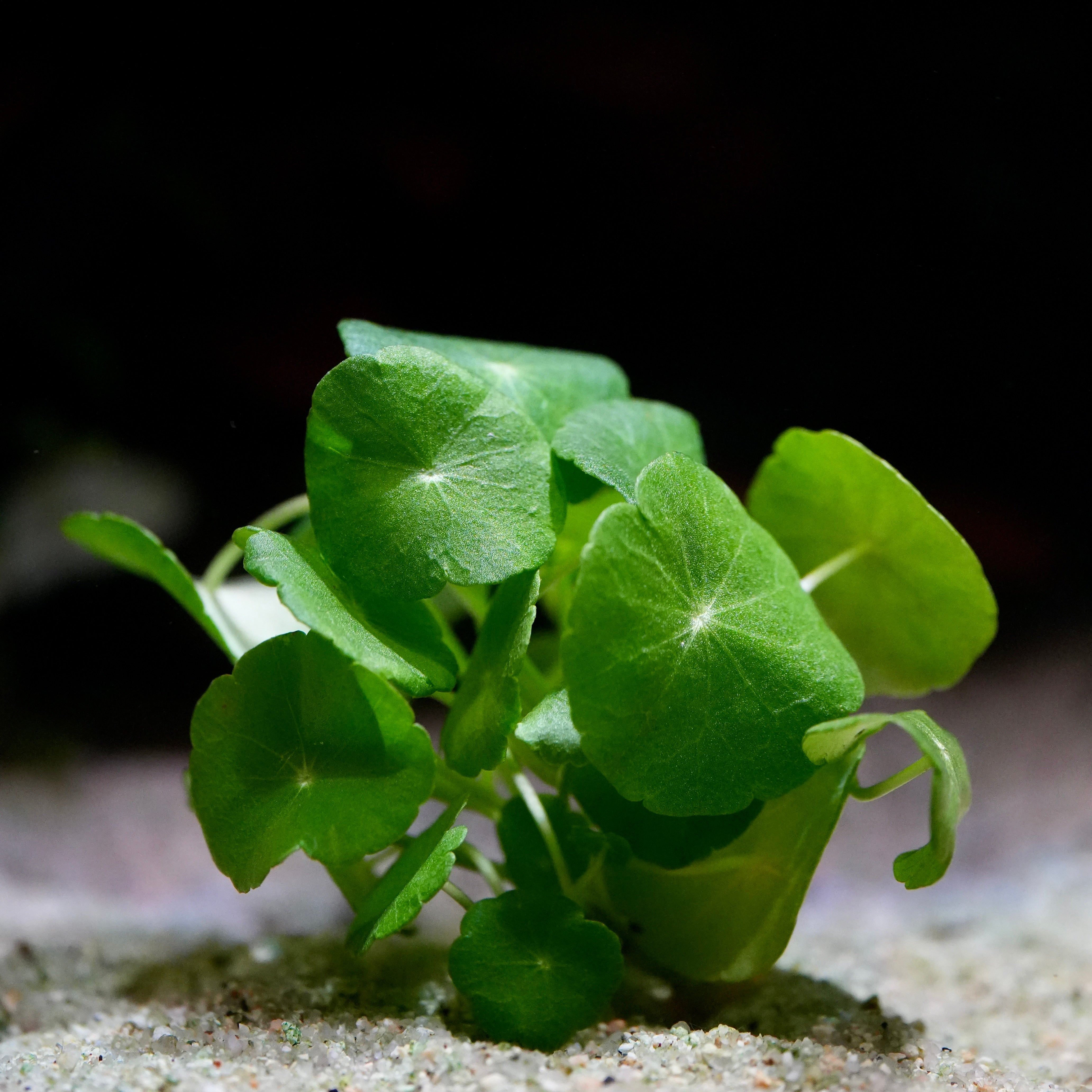 Small green hydrocotyle verticillata aquatic plant with round leaves on a sandy substrate