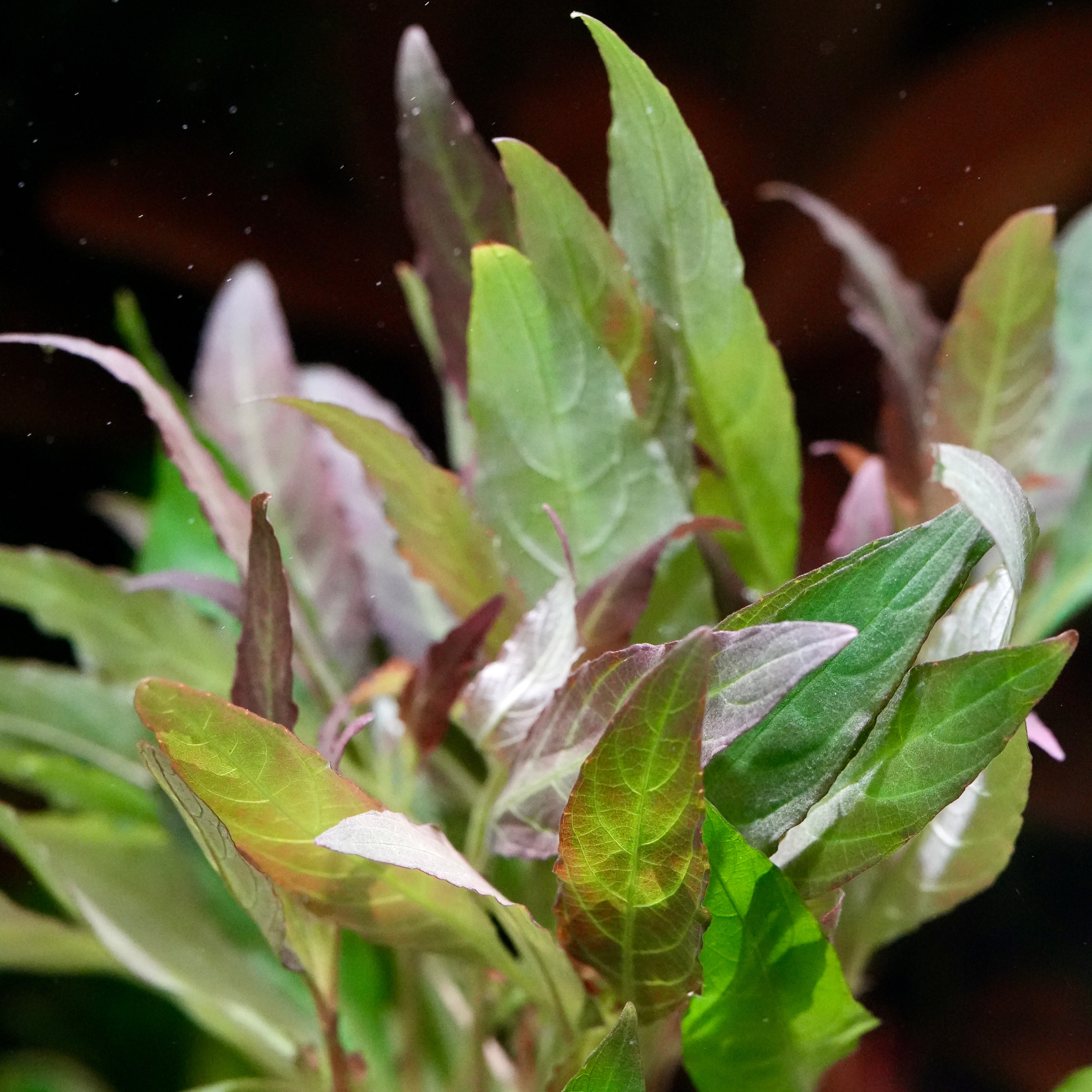 Close-up of green and purple leaves of hygrophila angustifolia rubra aquarium plant