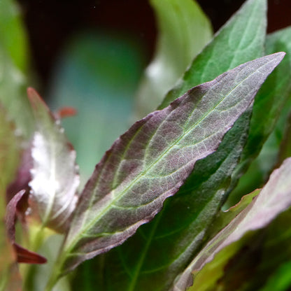 Macro shot of purple green leaf from hygrophila angustifolia rubra aquarium plant 