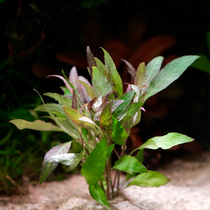 Green and red hygrophila angustifolia rubra aquarium plant with purple tips in sand