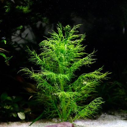 A bright green, feathery hygrophila balsamica aquarium stem plant centered in a dark tank with white gravel at the bottom.