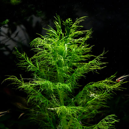 A bright green live hygrophila balsamica aquarium stem plant with delicate, feathery fronds