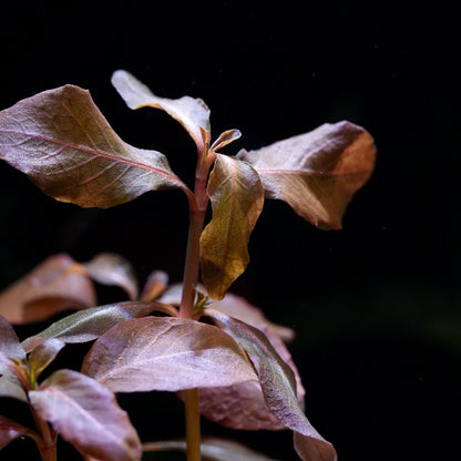 Macro shot of hygrophila brown rare aquatic plant profile leaf