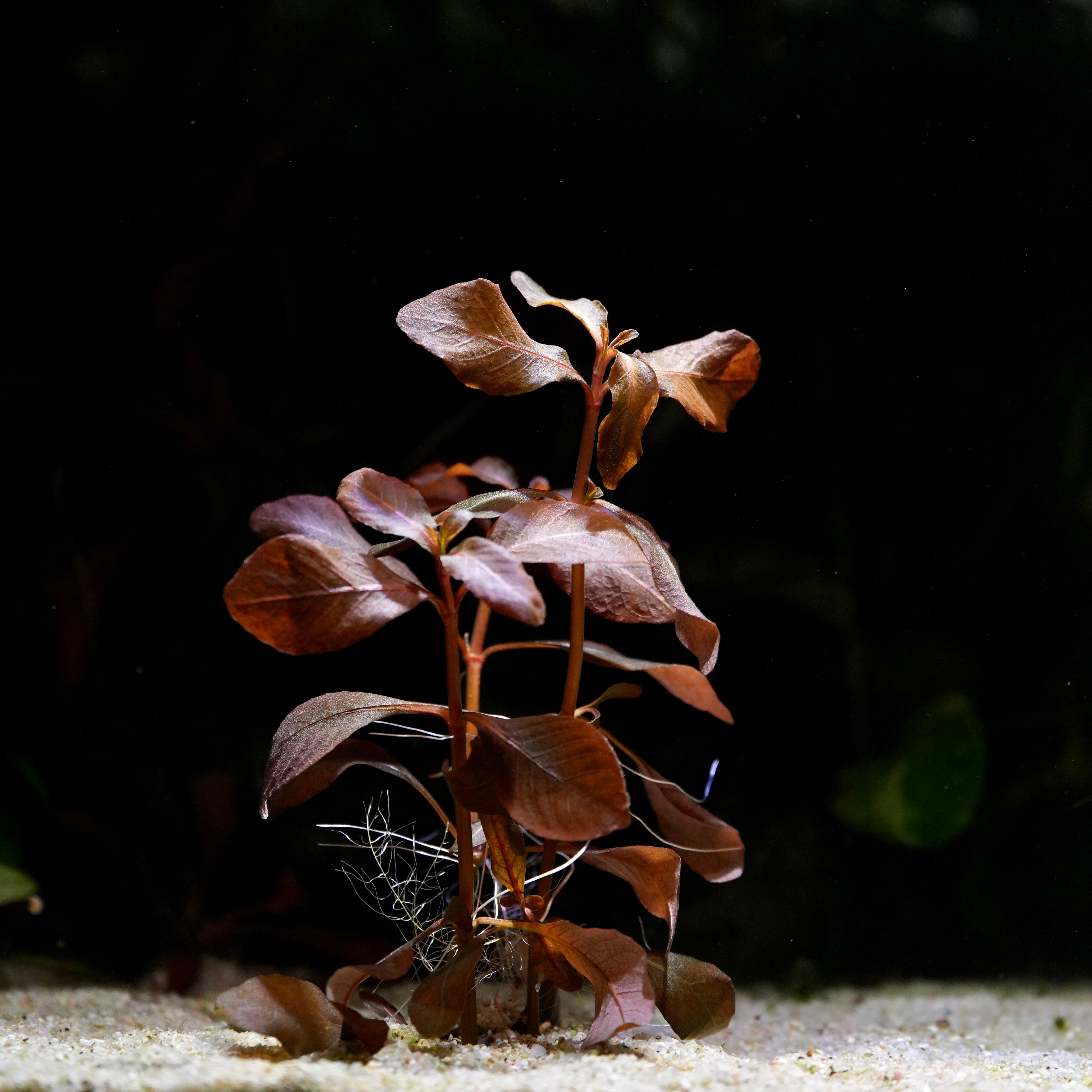 Hygrophila brown rare aquatic plant with purple leaves on a dark background