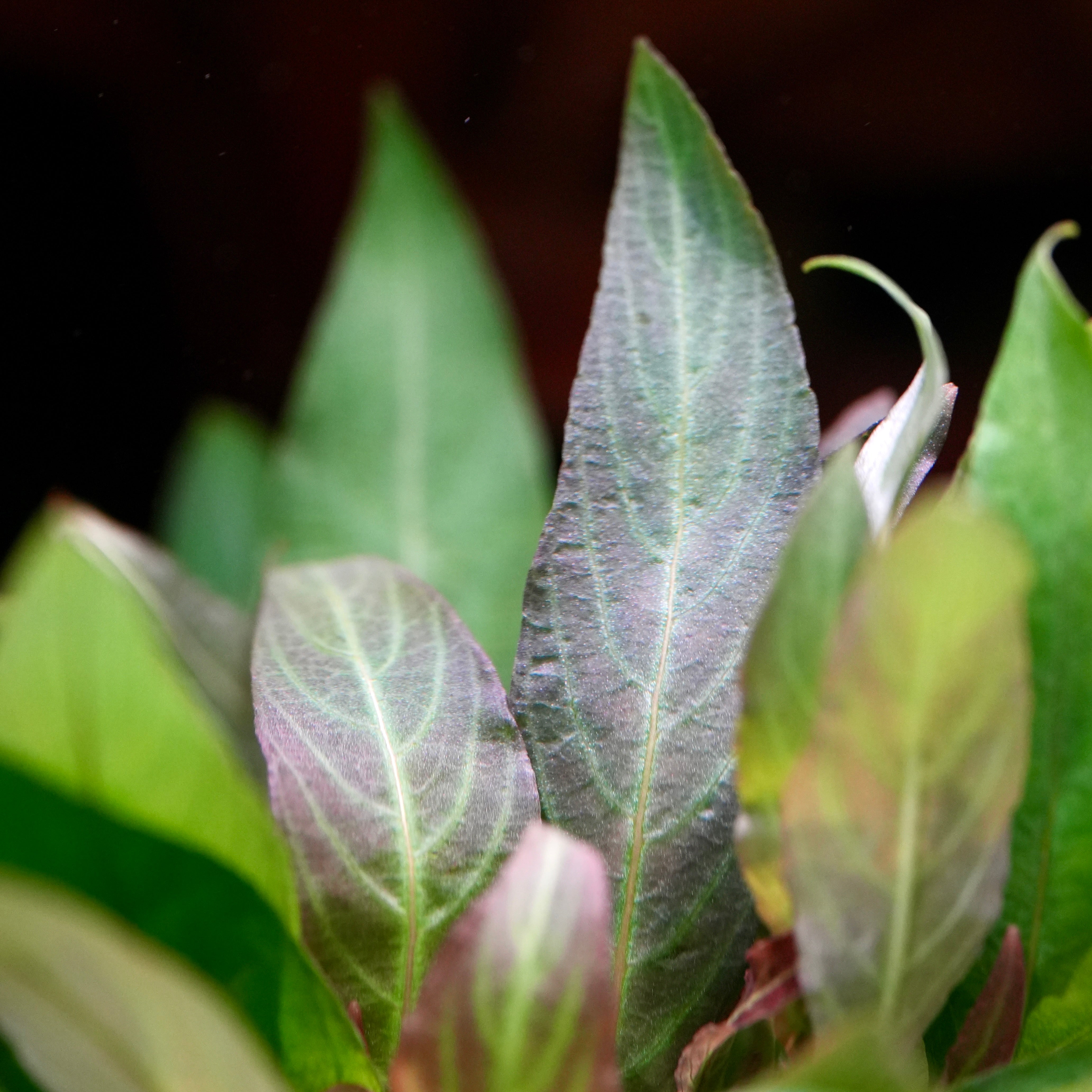 Macro shot of hygrophila corymbosa aquarium plant leaf