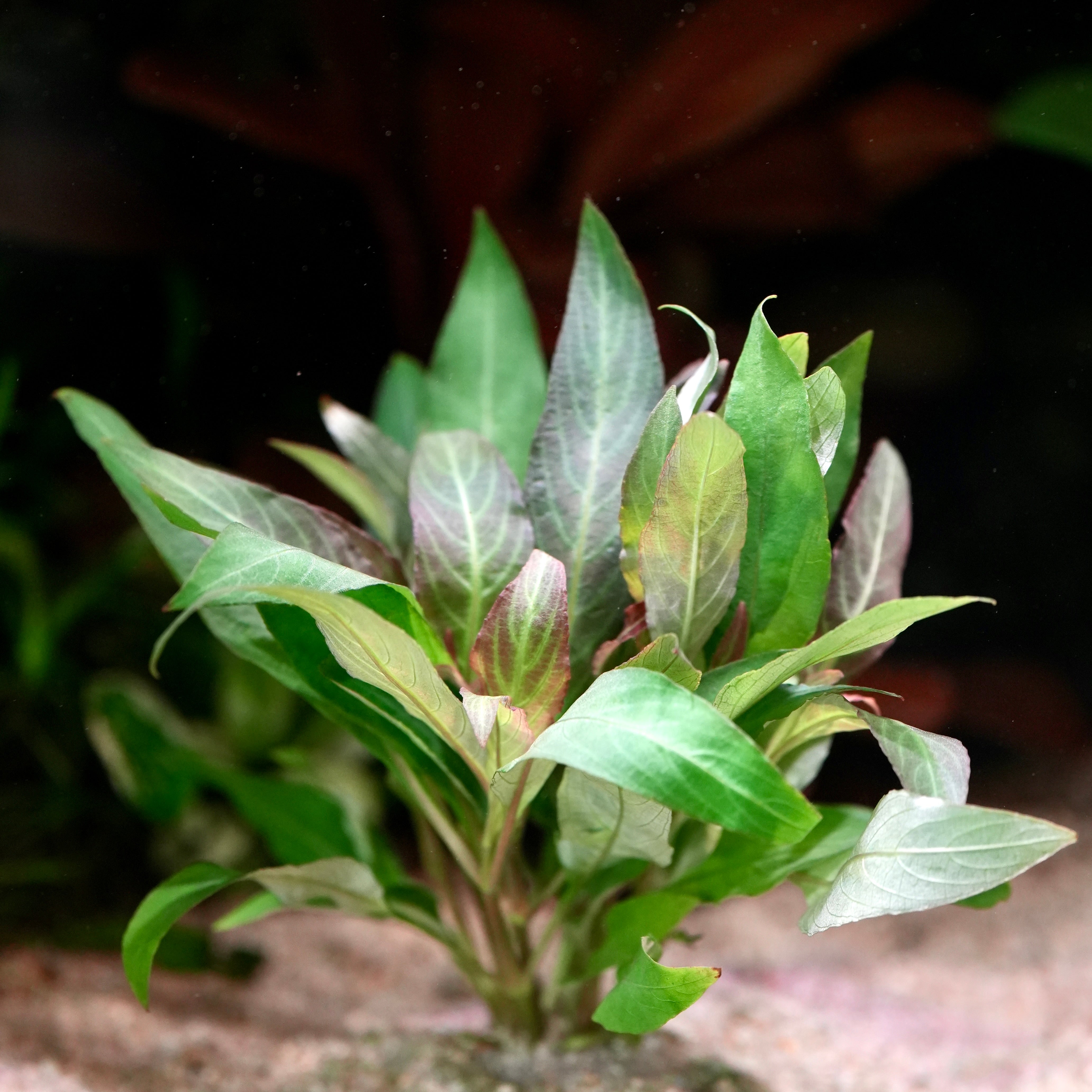 Green leafy hygrophila corymbosa aquarium plant in sand