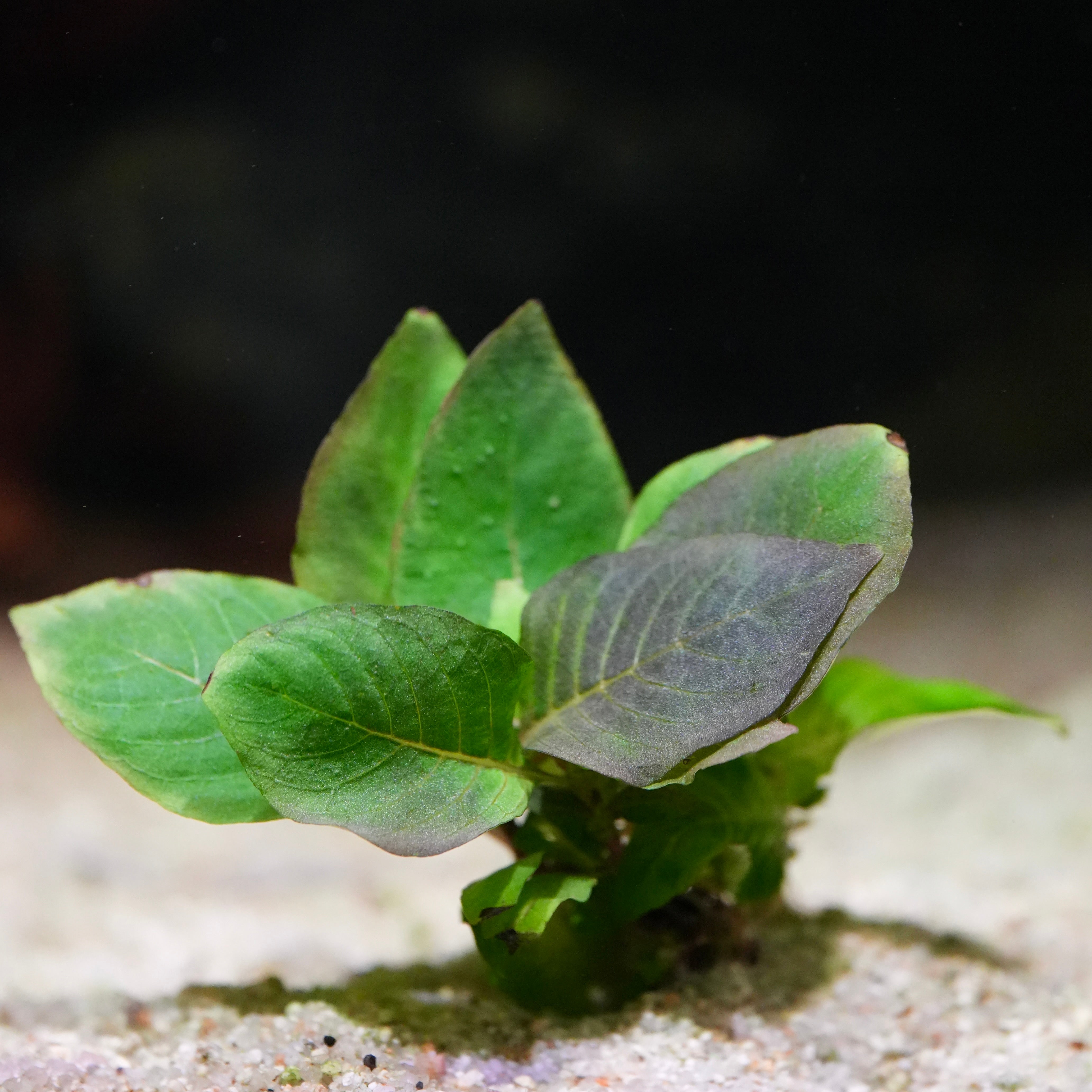 Small green hygrophila corymbosa compact aquatic plant with diamond shaped leaves