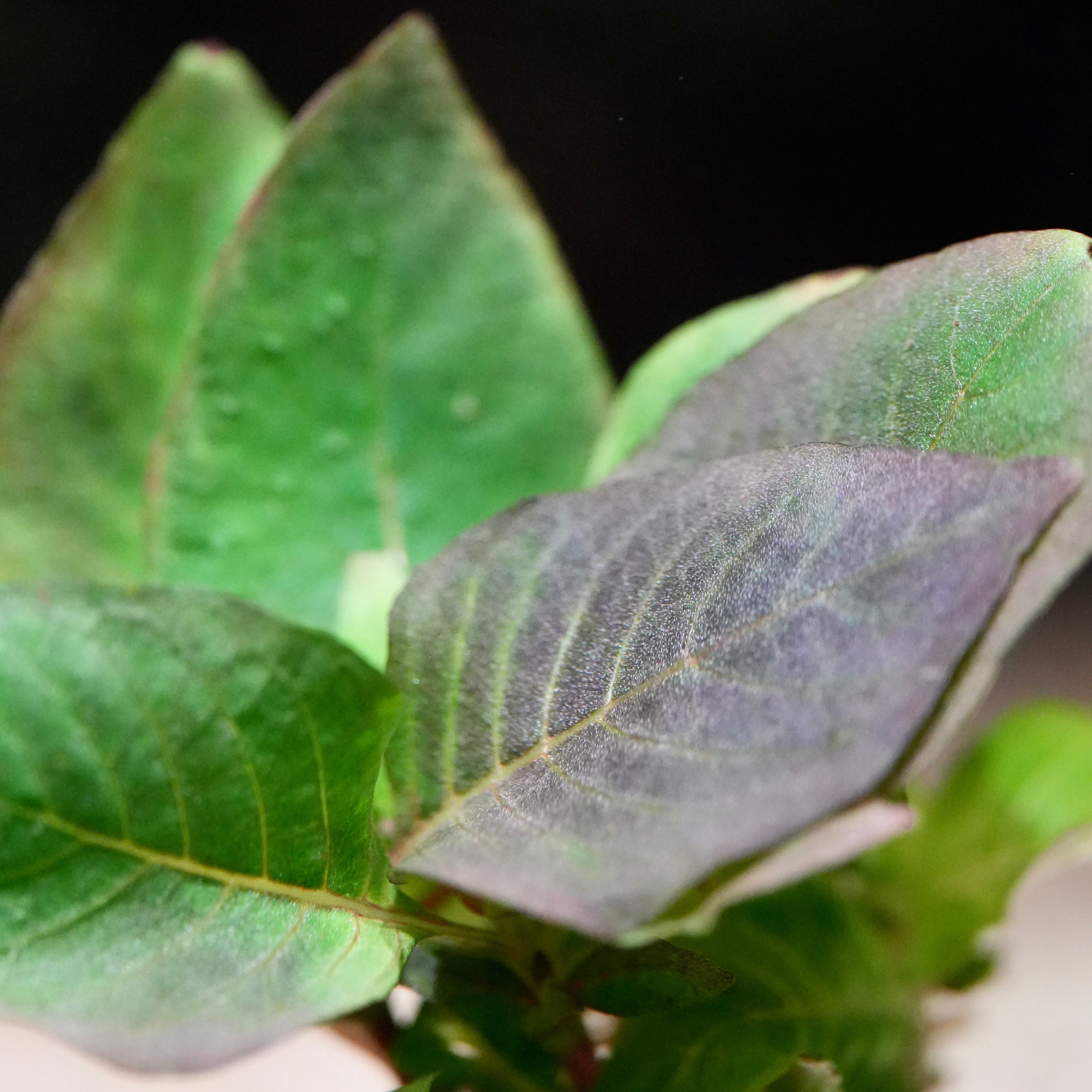 Macro shot of purple leaf from hygrophila corymbosa compact aquatic plant
