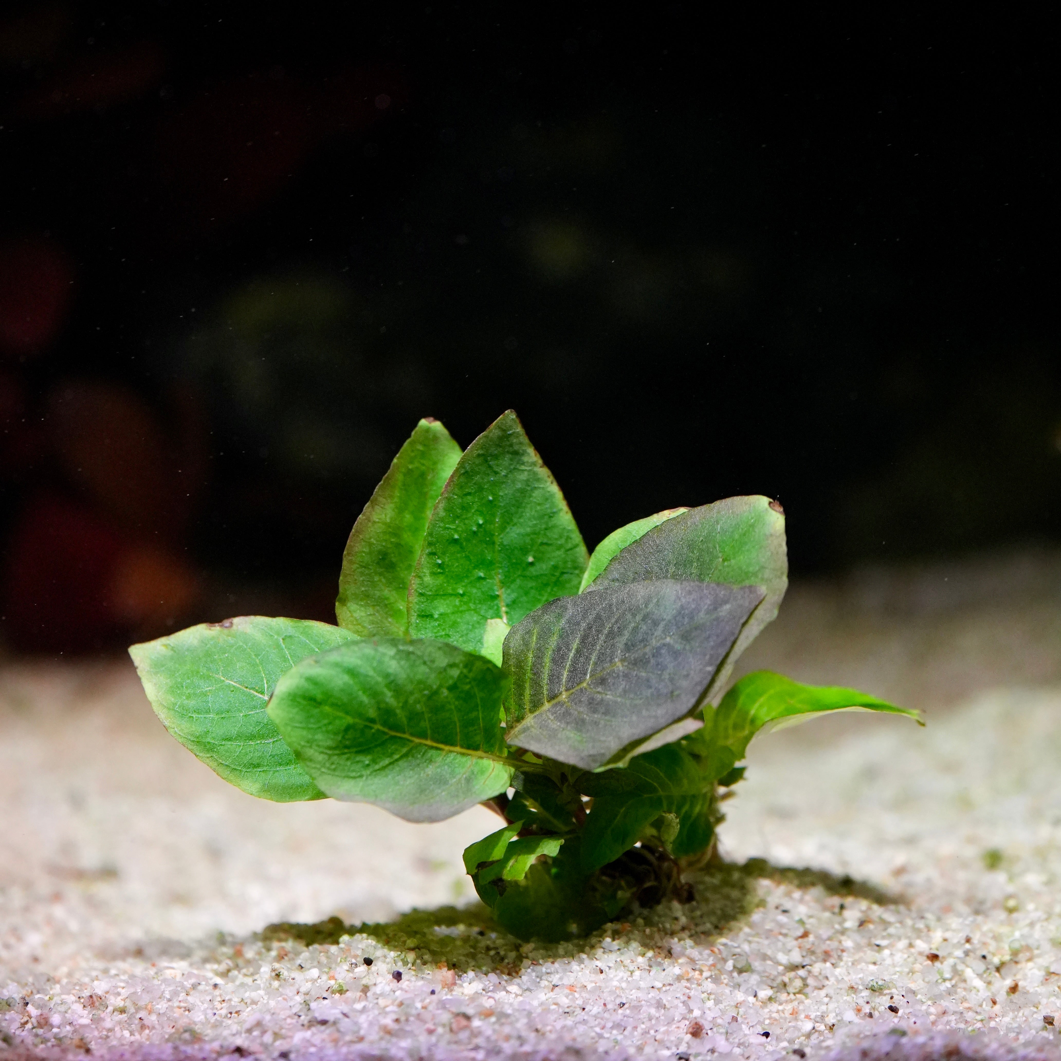 Green leafy hygrophila corymbosa compact aquatic plant on a sandy substrate