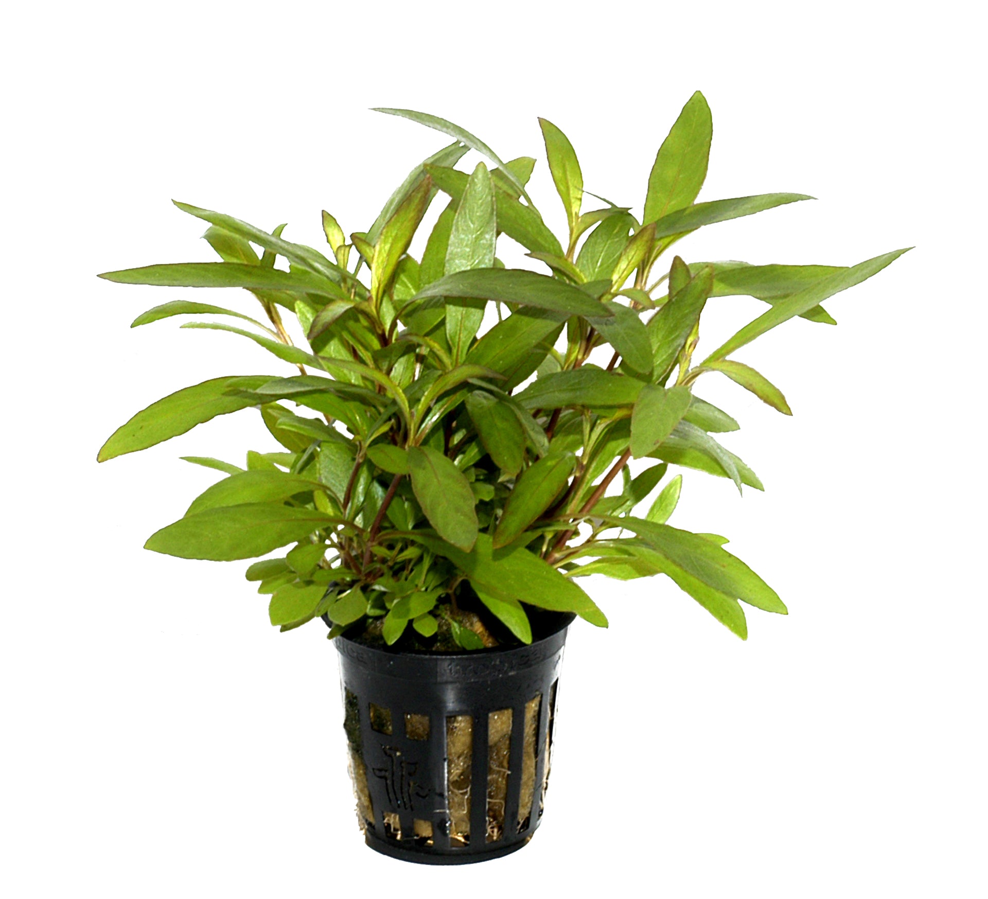 Potted hygrophila corymbosa siamensis 53B aquarium stem plant with green leaves