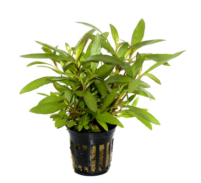 Potted hygrophila corymbosa siamensis 53B aquarium stem plant with green leaves