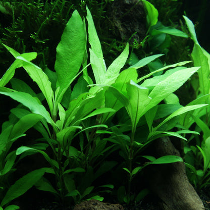 Green leafy hygrophila corymbosa siamensis 53B aquarium stem plant in tank