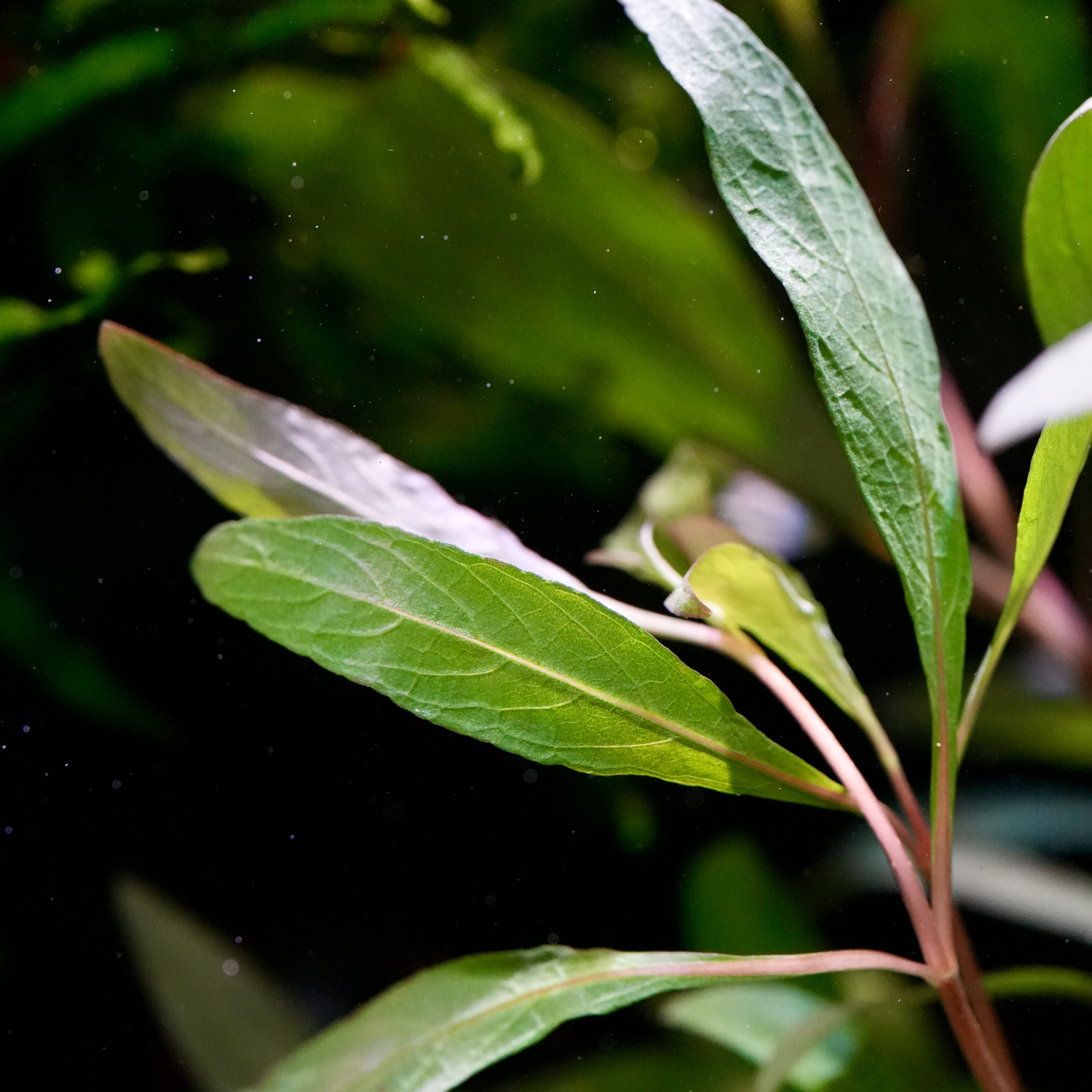 Macro shot of green hygrophila corymbosa siamensis 53B aquarium stem plant leaves with reddish stems underwater against a dark green and black background.