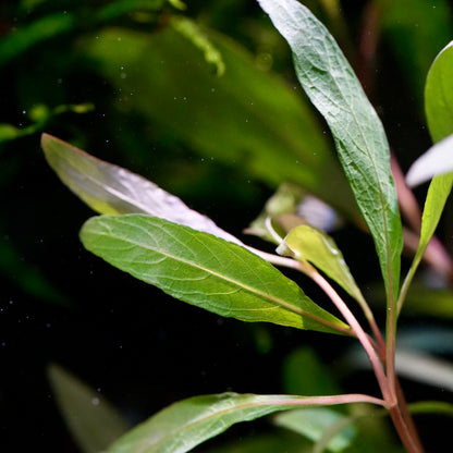 Macro shot of green hygrophila corymbosa siamensis 53B aquarium stem plant leaves with reddish stems underwater against a dark green and black background.