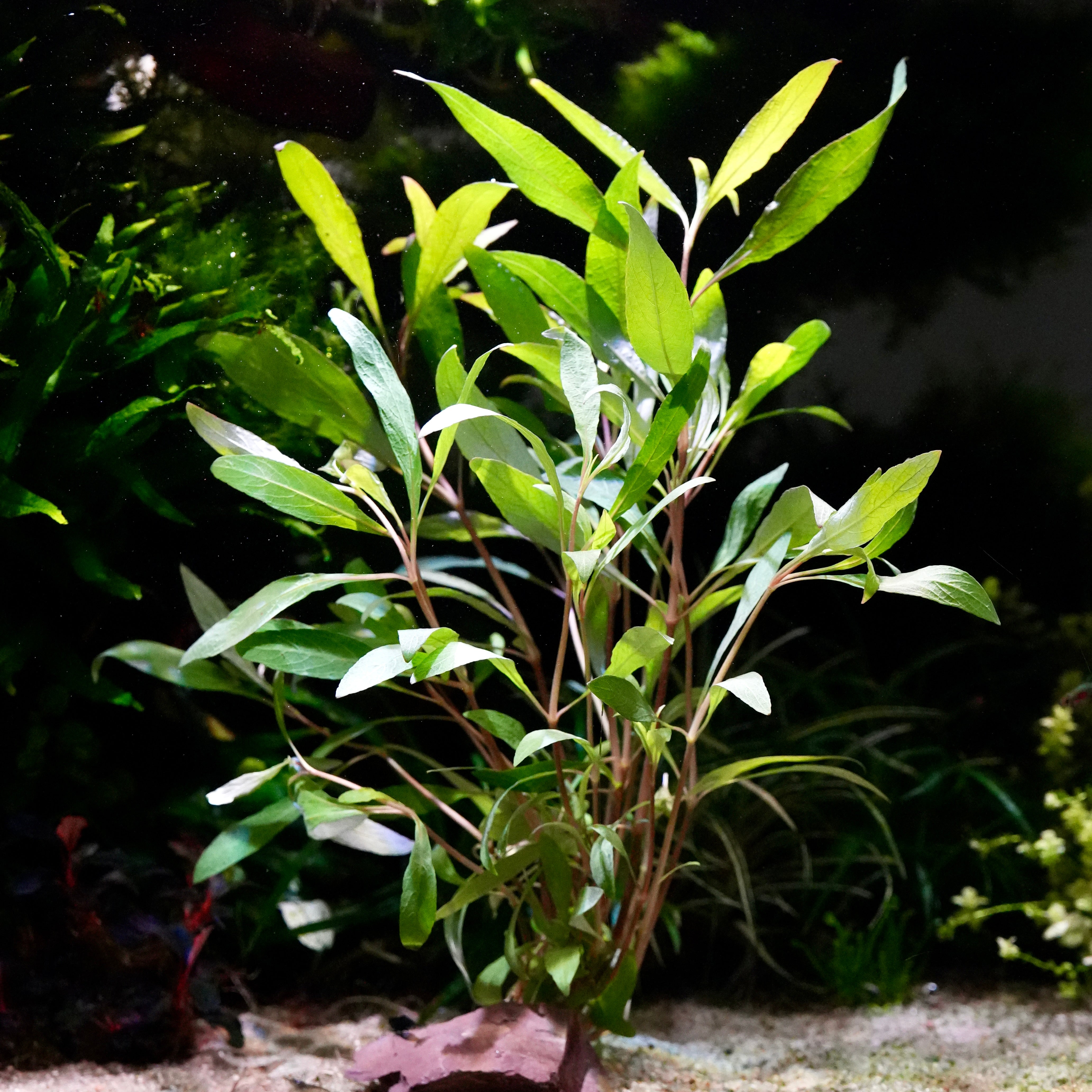 A large green hygrophila corymbosa siamensis 53B aquarium stem plant in a sandy substrate.