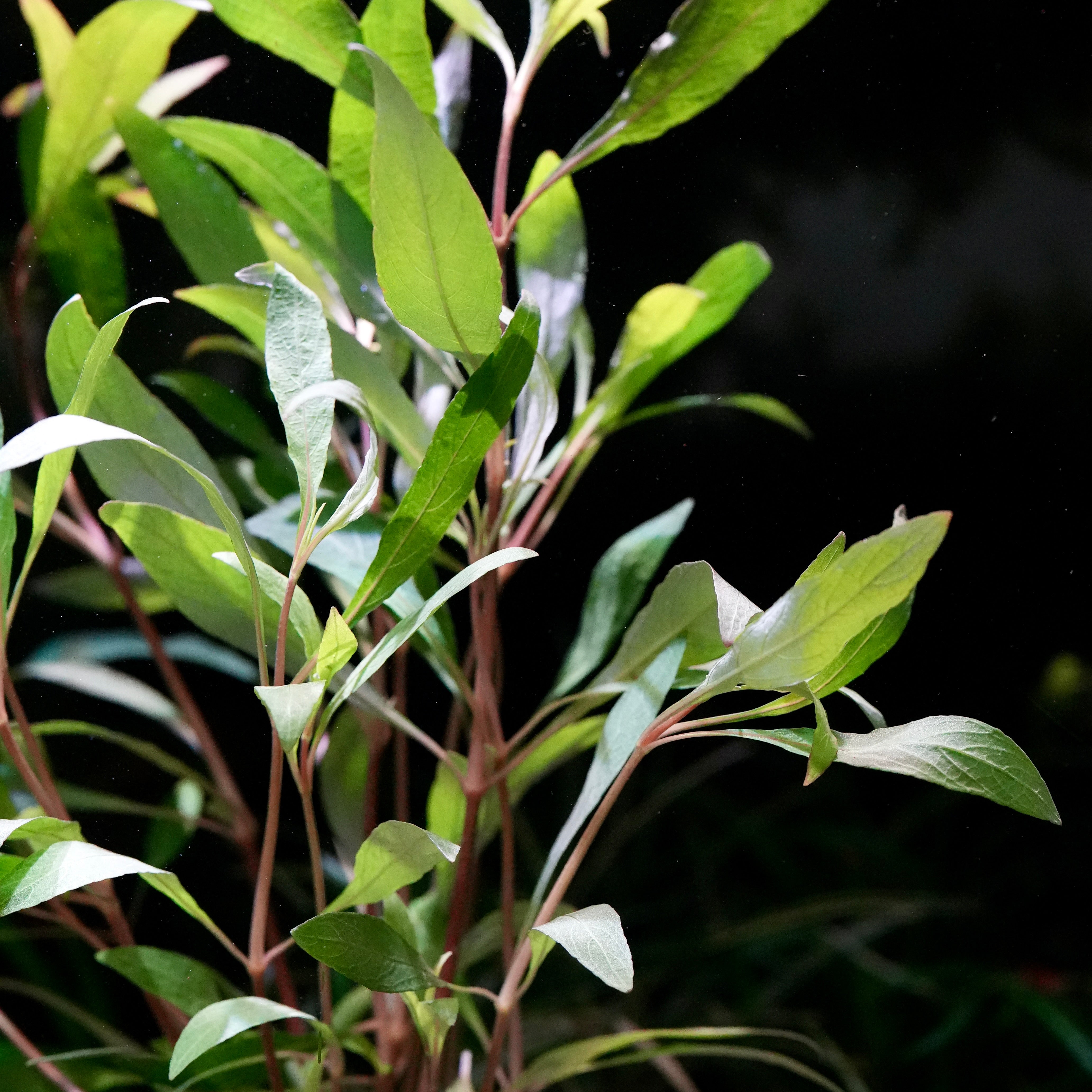 A side shot of a live hygrophila corymbosa siamensis 53B aquarium stem plant, featuring vibrant green leaves and reddish-brown stems against a dark background.