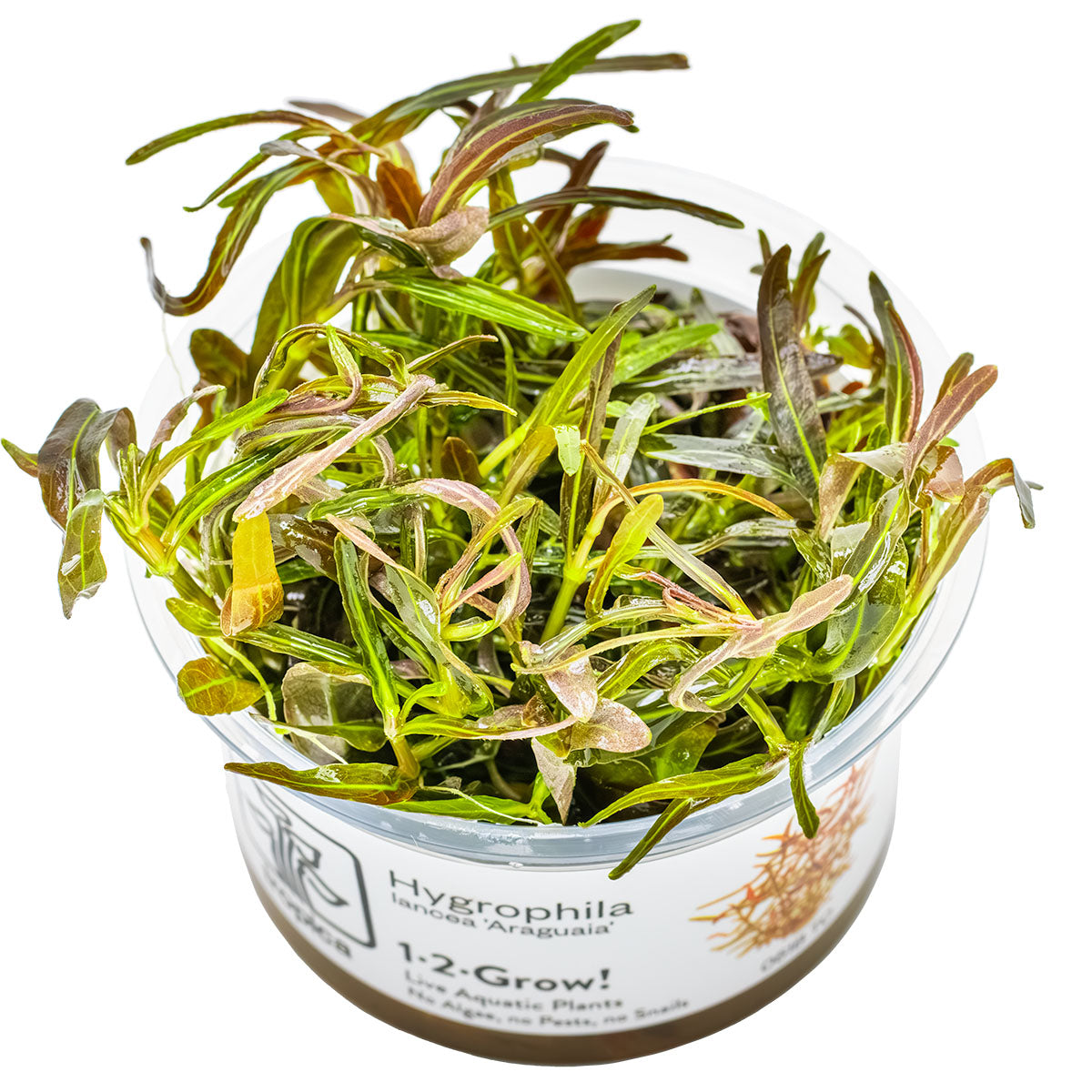 pot of hygrophila lancea araguaia aquarium plant in vitro cup