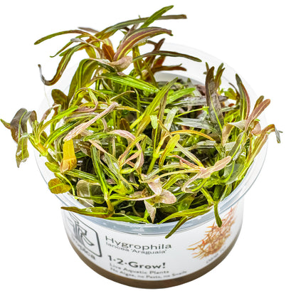 pot of hygrophila lancea araguaia aquarium plant in vitro cup