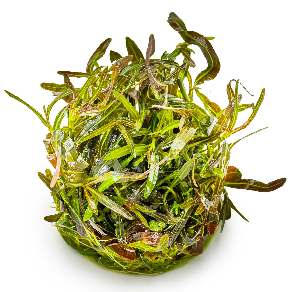 Pile of green hygrophila lancea araguaia aquarium plant in vitro