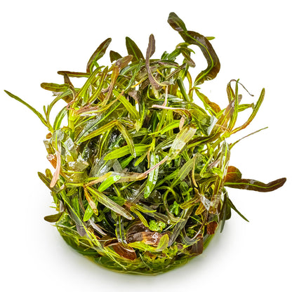Pile of green hygrophila lancea araguaia aquarium plant in vitro