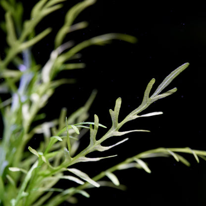 macro shot of hygrophila odora aquarium plant leaf