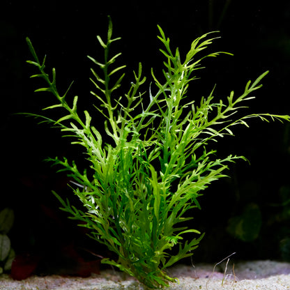 Green hygrophila odora aquarium plant on a sandy substrate