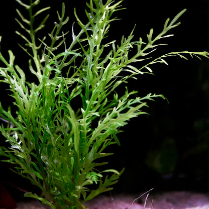 Close-up of hygrophila odora aquarium plant against a dark background