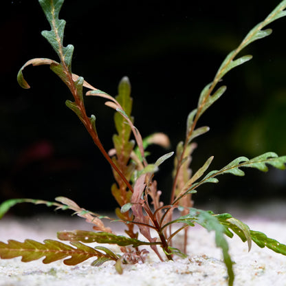 hygrophila pinnatifida aquatic plant on a close up in sand