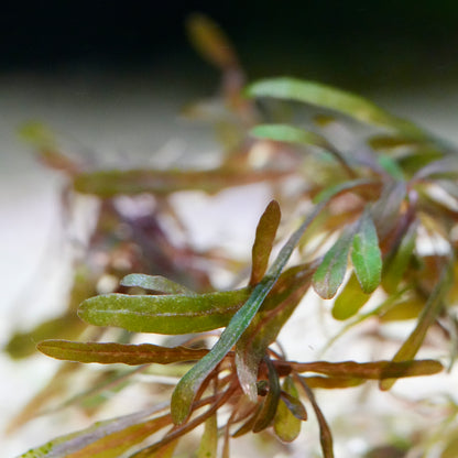 macro shot of hygrophila pinnatifida purple crystal aquatic plant leaf