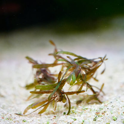 hygrophila pinnatifida purple crystal aquatic plant on a sandy substrate
