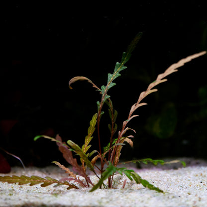 hygrophila pinnatifida plant with leaves up against dark background in sand