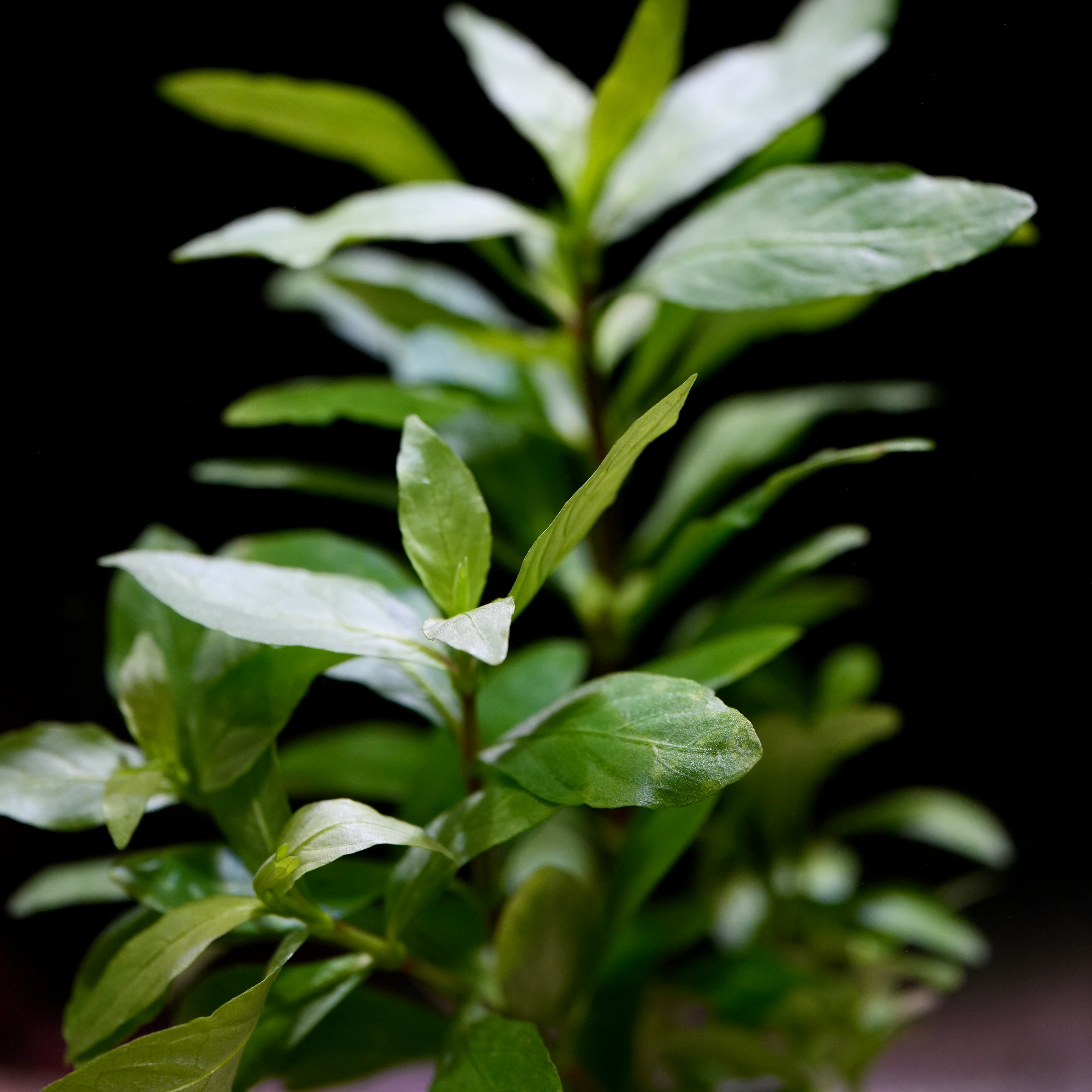 Close-up of green leaves from hygrophila polysperma aquatic plant against a dark background