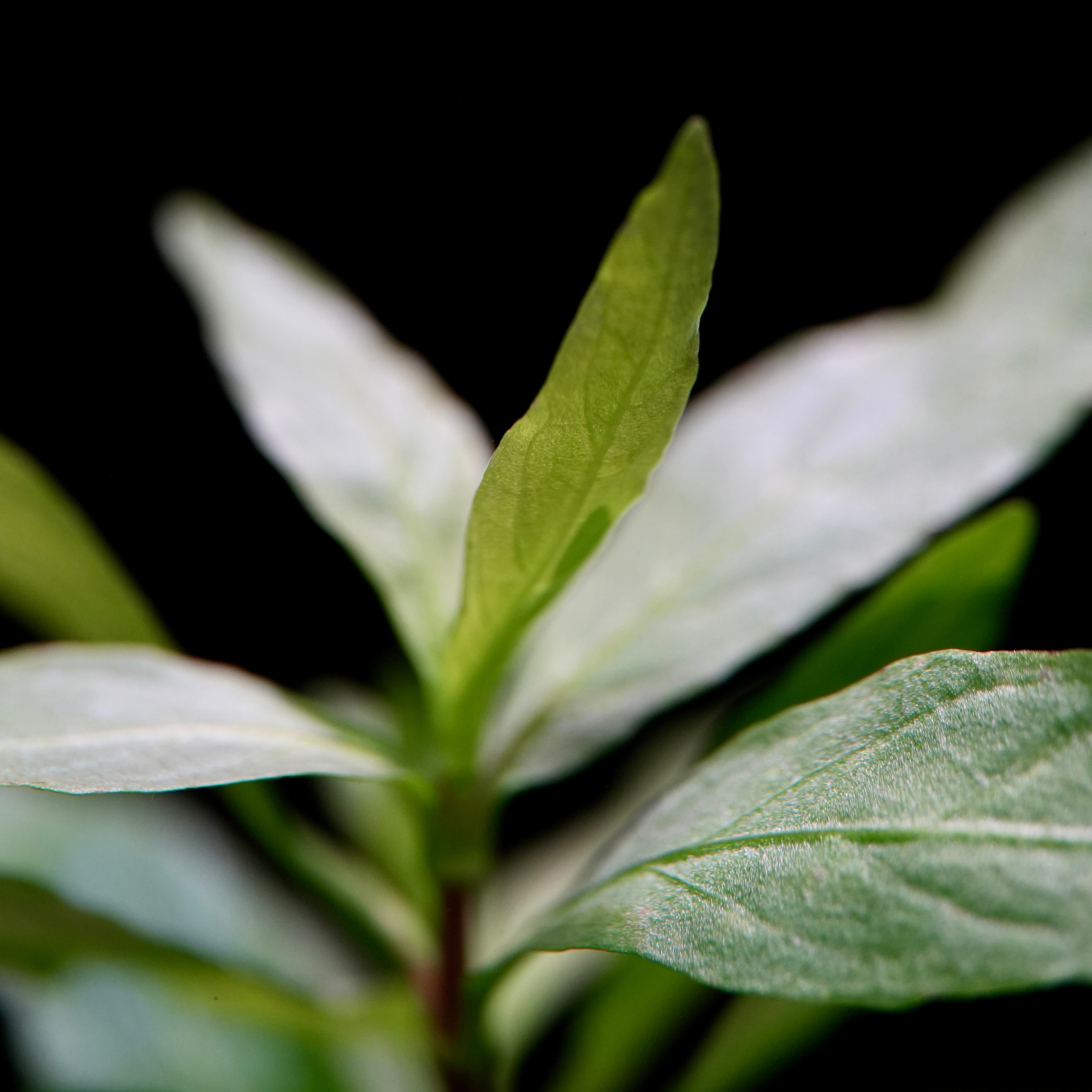 Macro shot of green leaves of hygrophila polysperma aquatic plant with a black background