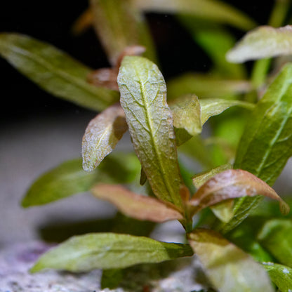 hygrophila polysperma rosanervig aquatic leaves close