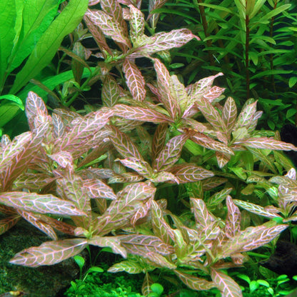hygrophila polysperma rosanervig aquatic plant with pink and green leaves in an aquarium setting