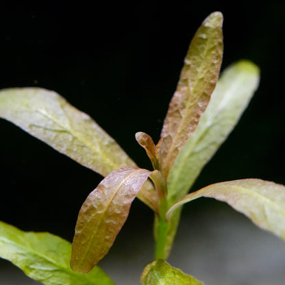 Macro shot of hygrophila polysperma rosanervig aquatic plant with green leaves against a black background
